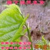 Товары от 美乐农家