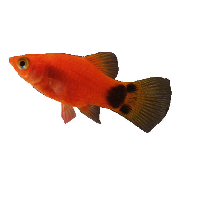Mickey Fish Live Tropical Ornamental Fish, Live-Bearing, Directly Produce Fry, Aquarium Wholesale of Small and Medium-Sized Fish Fry
