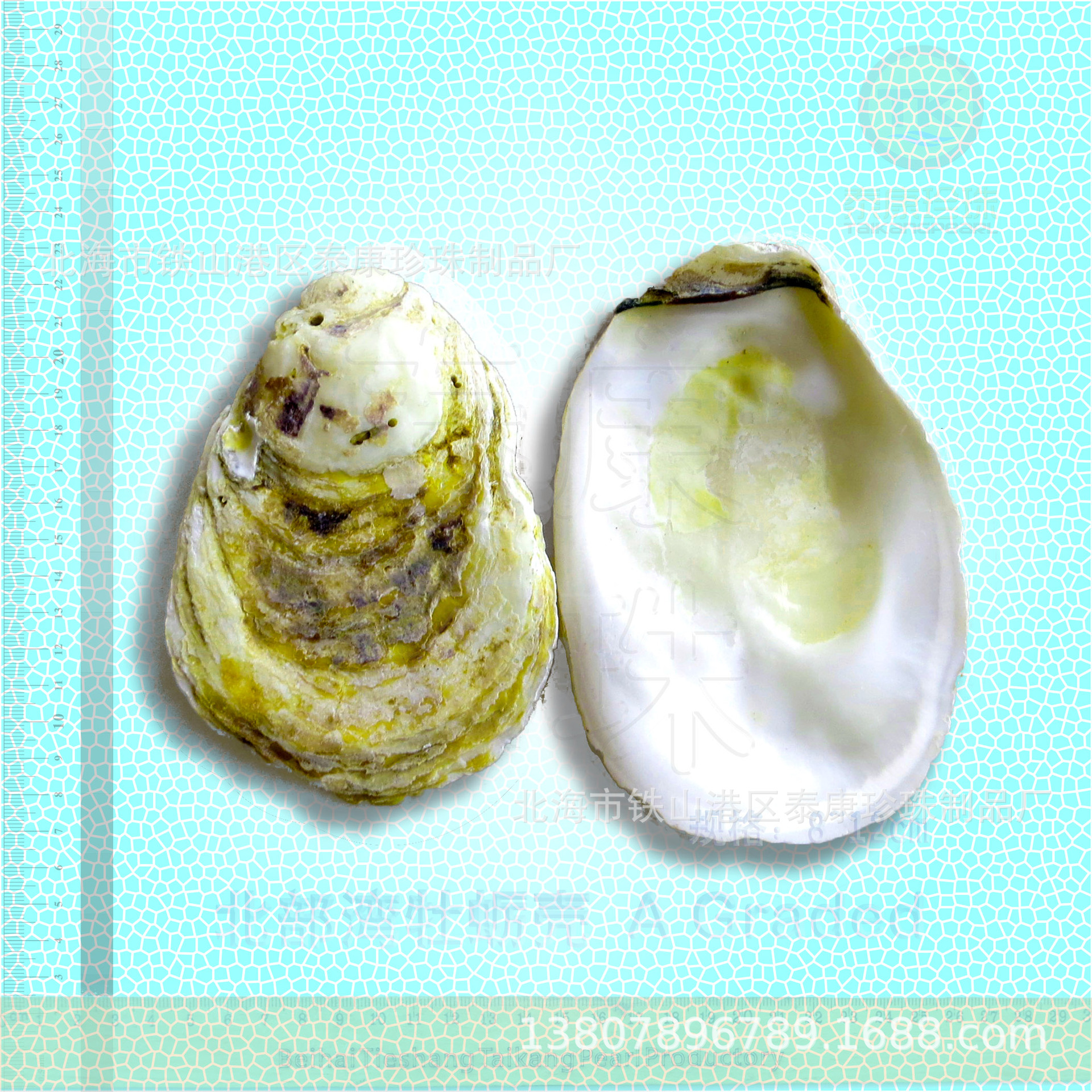 Beihai Large Oyster Shell Craft Gift Shell Selected Oyster Shell Filter Material Pre-Order