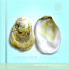 Beihai Large Oyster Shell Craft Gift Shell Selected Oyster Shell Filter Material Pre-Order