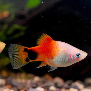 Three-Color Peony Fish Live Tropical Ornamental Fish Shanghai Fishery Wholesale Aquarium Viviparous Fish Zebrafish High Appearance