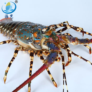 Haiqi Wholesale Lobster Sashimi, Large Live Frozen Lobster, 1 Piece, about 500 Grams
