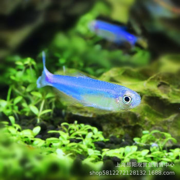 Blue Congo Light Fish Live Small Light Fish Tropical Ornamental Fish Aquarium Group Swimming Pet Shanghai Fishing Ground Wholesale