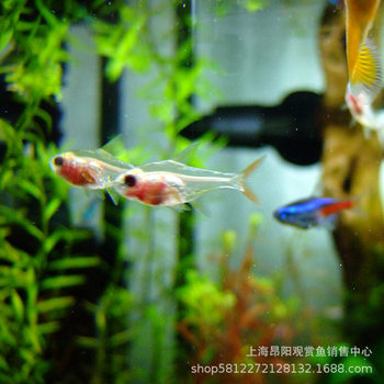 Red belly fish live red belly glass lamp fish small lamp fish mini grass tank aquarium tropical ornamental fish wholesale