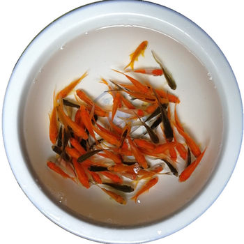 Small cold water fish freshwater fish ornamental fish stall feed fish small goldfish red grass goldfish brocade crucian carp living Shanghai