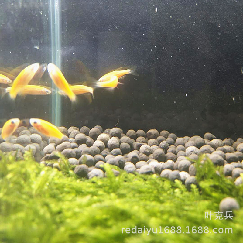 Tropical Fish Ornamental Fish Farm Wholesale Yellow Lemon Zebrafish Grass Tank Fish Fluorescent Zebra