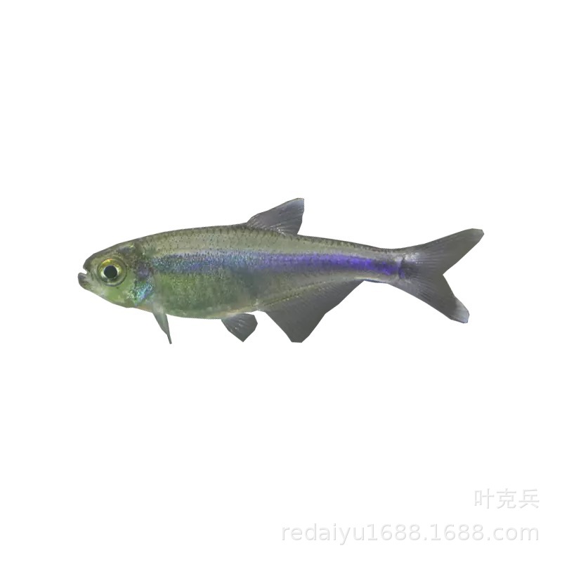 Tropical Ornamental Fish Wholesale Blue Congo Light