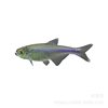 Tropical Ornamental Fish Wholesale Blue Congo Light