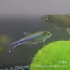 Tropical Ornamental Fish Wholesale Blue Congo Light