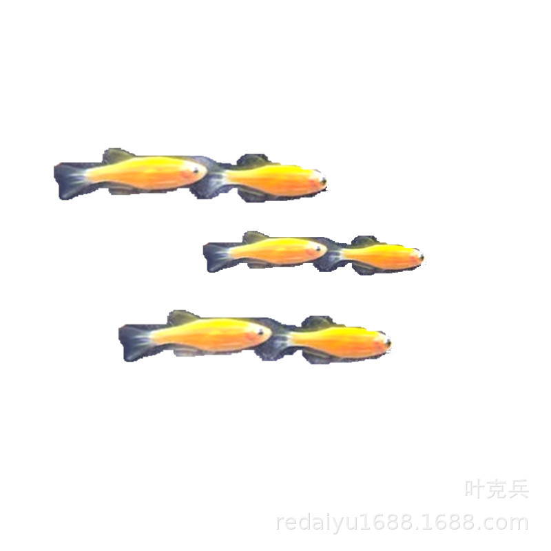 Tropical Fish Ornamental Fish Farm Wholesale Yellow Lemon Zebrafish Grass Tank Fish Fluorescent Zebra