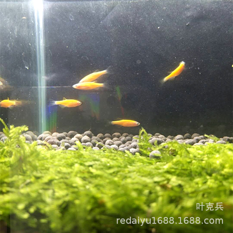 Tropical Fish Ornamental Fish Farm Wholesale Yellow Lemon Zebrafish Grass Tank Fish Fluorescent Zebra