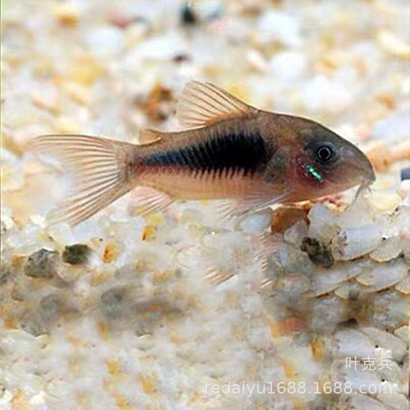 Tropical ornamental fish wholesale rat fish white rat coffee rat pepper rat benthic fish clean fish