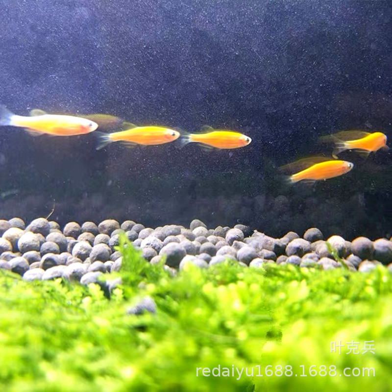 Tropical Fish Ornamental Fish Farm Wholesale Yellow Lemon Zebrafish Grass Tank Fish Fluorescent Zebra