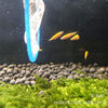 Tropical Fish Ornamental Fish Farm Wholesale Yellow Lemon Zebrafish Grass Tank Fish Fluorescent Zebra