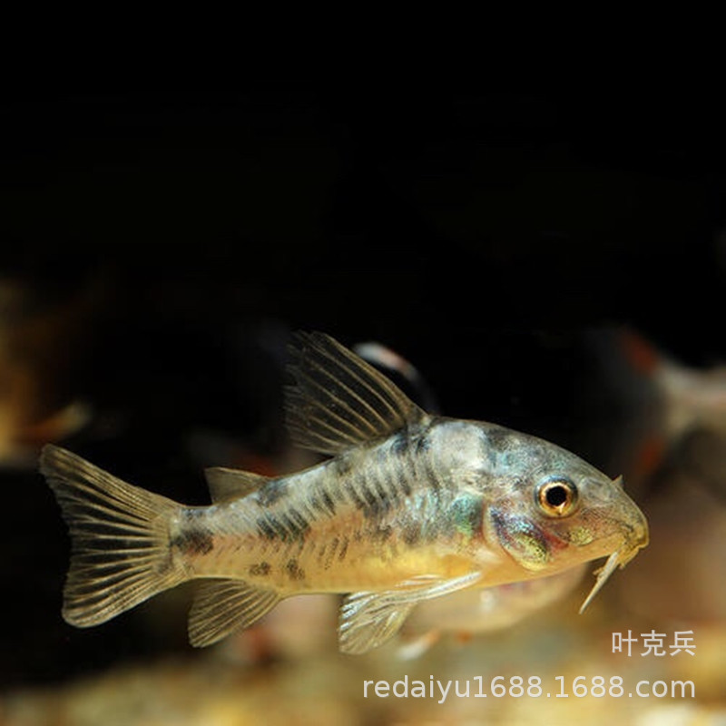 Tropical ornamental fish wholesale rat fish white rat coffee rat pepper rat benthic fish clean fish
