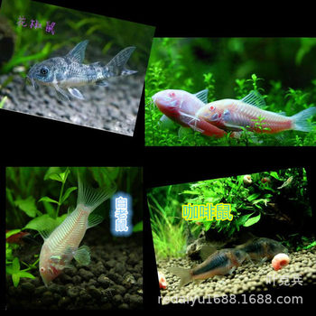 Tropical ornamental fish wholesale rat fish white rat coffee rat pepper rat benthic fish clean fish