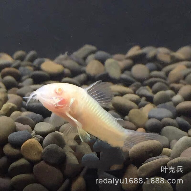 Tropical ornamental fish wholesale rat fish white rat coffee rat pepper rat benthic fish clean fish