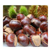 Fresh Oil Chestnuts Are Picked in Freshly Launched and Wholesale Fresh Chestnuts with Excellent Quality and Low Price