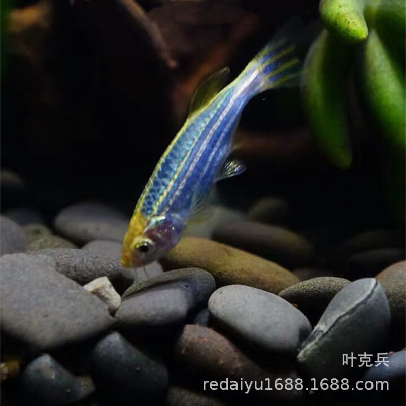 Tropical Fish Ornamental Fish Wholesale New Variety Blueberry Zebra Zebrafish