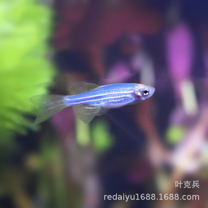Tropical Fish Ornamental Fish Wholesale New Variety Blueberry Zebra Zebrafish