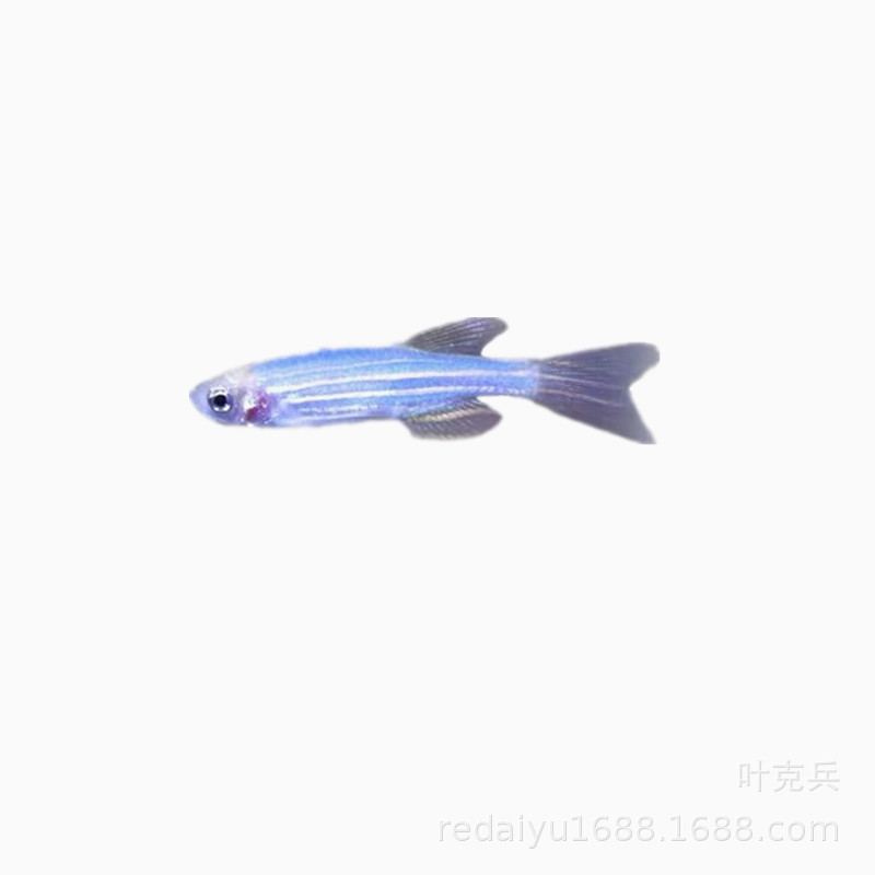 Tropical Fish Ornamental Fish Wholesale New Variety Blueberry Zebra Zebrafish