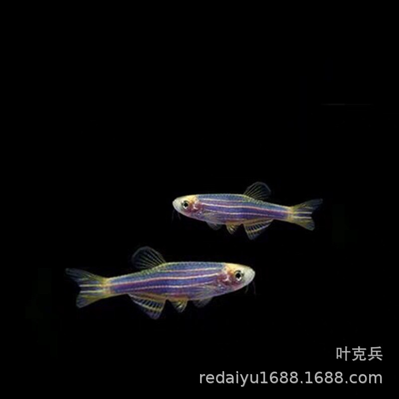 Tropical Fish Ornamental Fish Wholesale New Variety Blueberry Zebra Zebrafish
