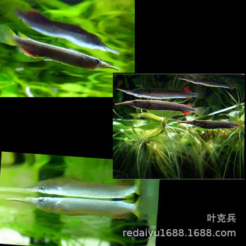 Tropical Ornamental Fish Wholesale Needle Fish White Gold Water Needle Fish