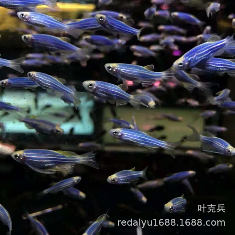 Tropical Fish Ornamental Fish Wholesale New Variety Blueberry Zebra Zebrafish