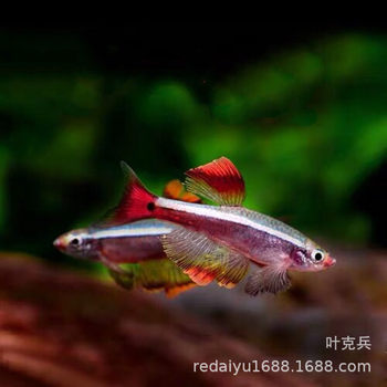 Tropical fish ornamental fish wholesale Kui Li gold rose gold long tail white cloud goldfish