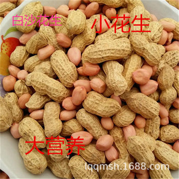 Shandong self-growing dry peanut shelled peanut new goods farm self-growing small white sand fruit oil pressing seeds