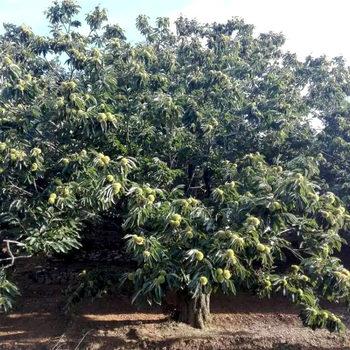 Origin: Yanshan Chestnuts, 2025 Fresh Chestnuts, Raw Chestnuts, Large Inventory of Thousands of Tons, Big Discount