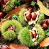 Fresh Chestnut Powder, Glutinous and Sweet Old Tree Hair Chestnuts, Chestnuts, Oil Chestnuts, High Mountain Chestnuts, Direct Delivery from the Origin, Yanshan Chestnuts