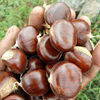 Fresh Chestnut Powder, Glutinous and Sweet Old Tree Hair Chestnuts, Chestnuts, Oil Chestnuts, High Mountain Chestnuts, Direct Delivery from the Origin, Yanshan Chestnuts