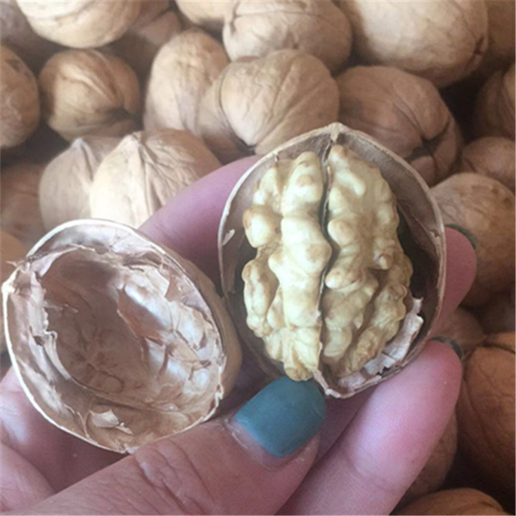 Xinjiang Paper-Skinned Walnuts Wholesale in Large Quantities, Aksu Hand-Punched Raw Walnuts in Bulk, 185 Nuts