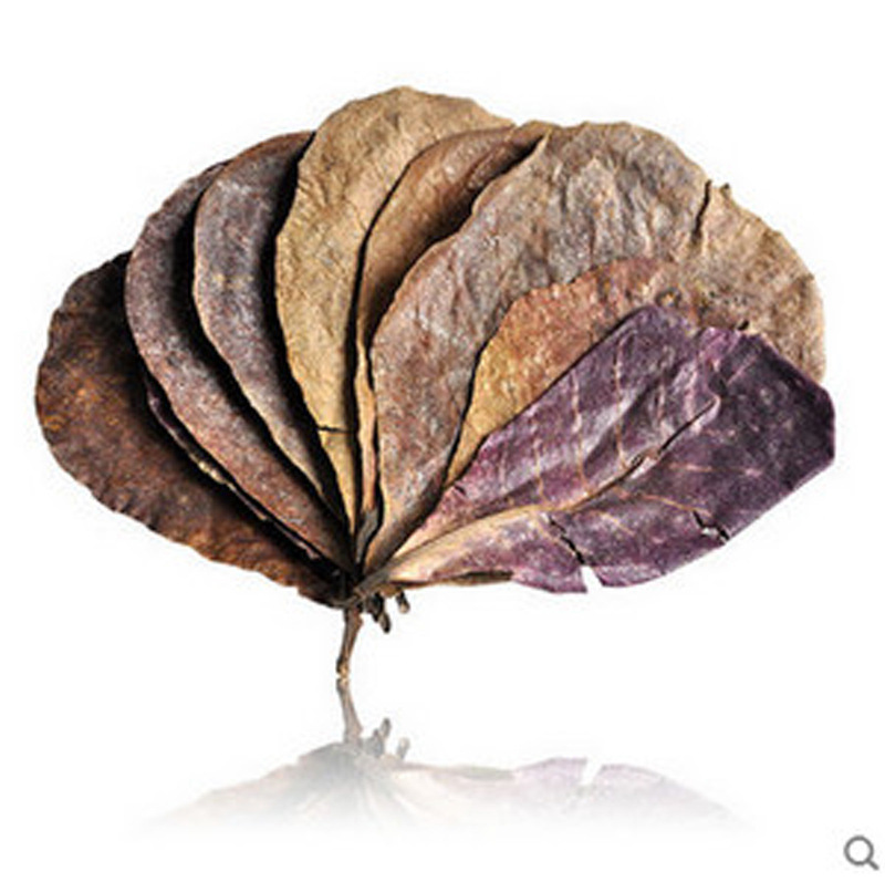 Natural olive leaf lazy leaf natural antibacterial softening water quality and water quality improvement pH value Douyu turtle tropical fish