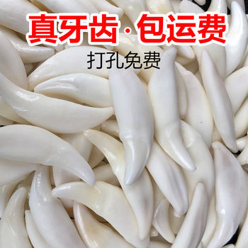 Real dog tooth jewelry spike-shaped pendant primary color black dog tooth bleaching Xizang mastiff tooth wholesale necklace bracelet stall