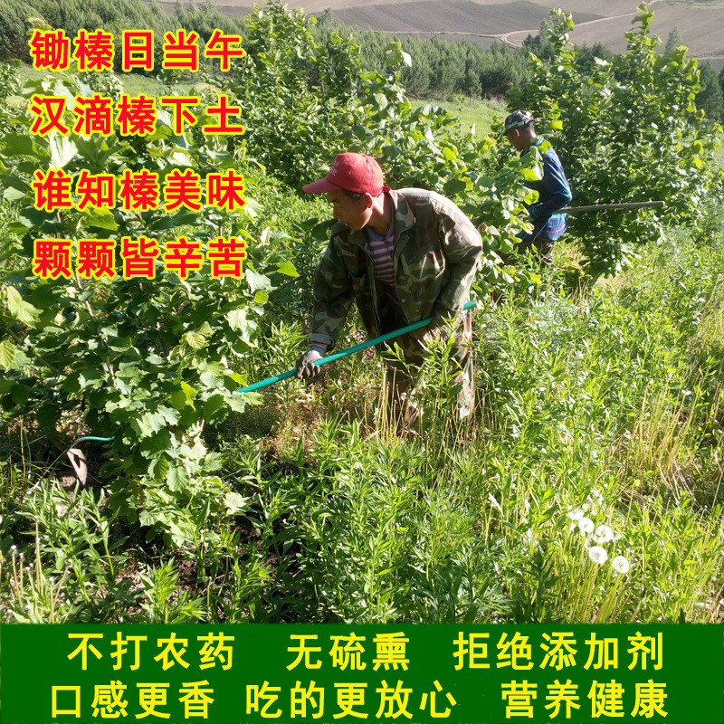 Best Hazelnut Snacks 2025 New Northeast Specialty 500g Manufacturer Wholesale Large Hazelnut Kernels Roasted Nuts