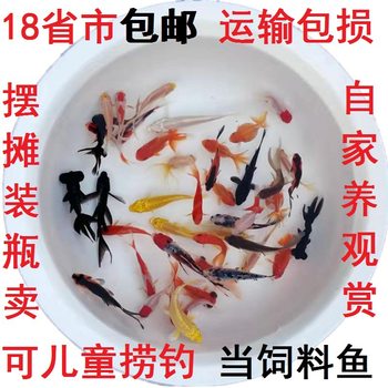 Fishing Small Goldfish Red Grass Gold Koi Easy to Raise Small Ornamental Fish Fish Feed Fish Live Fish Wholesale by Kilogram