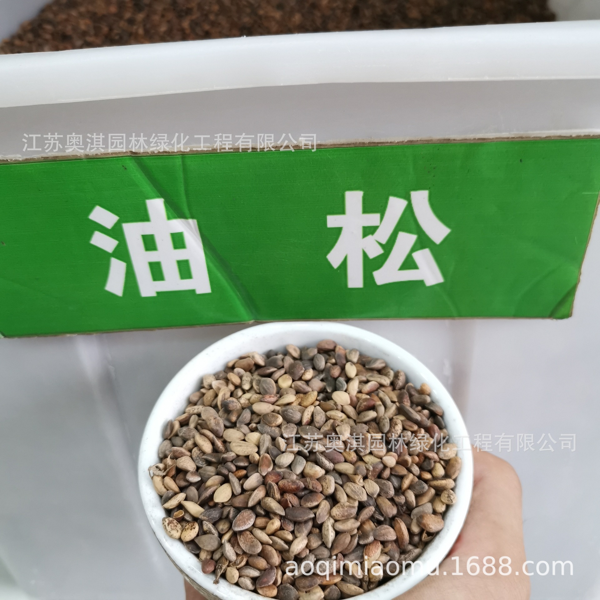 Oil Pine Seeds, Northeastern Black Pine Seeds, Courtyard Basin Planting, Nursery Forest Trees, Ornamental Greening, Bare Mountain Seeds, Goods Arrived