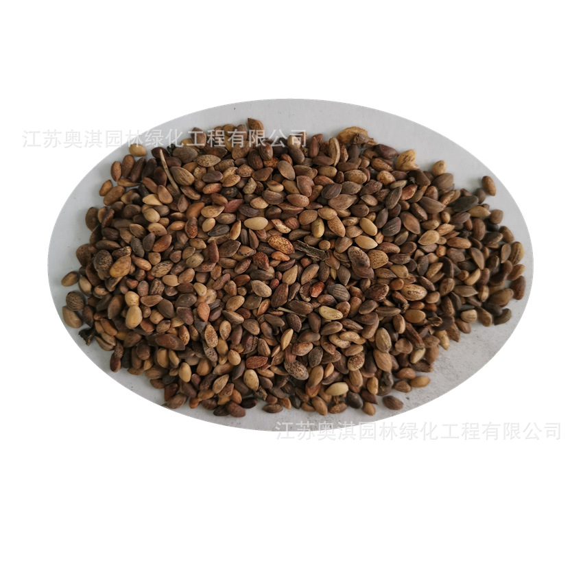 Oil Pine Seeds, Northeastern Black Pine Seeds, Courtyard Basin Planting, Nursery Forest Trees, Ornamental Greening, Bare Mountain Seeds, Goods Arrived