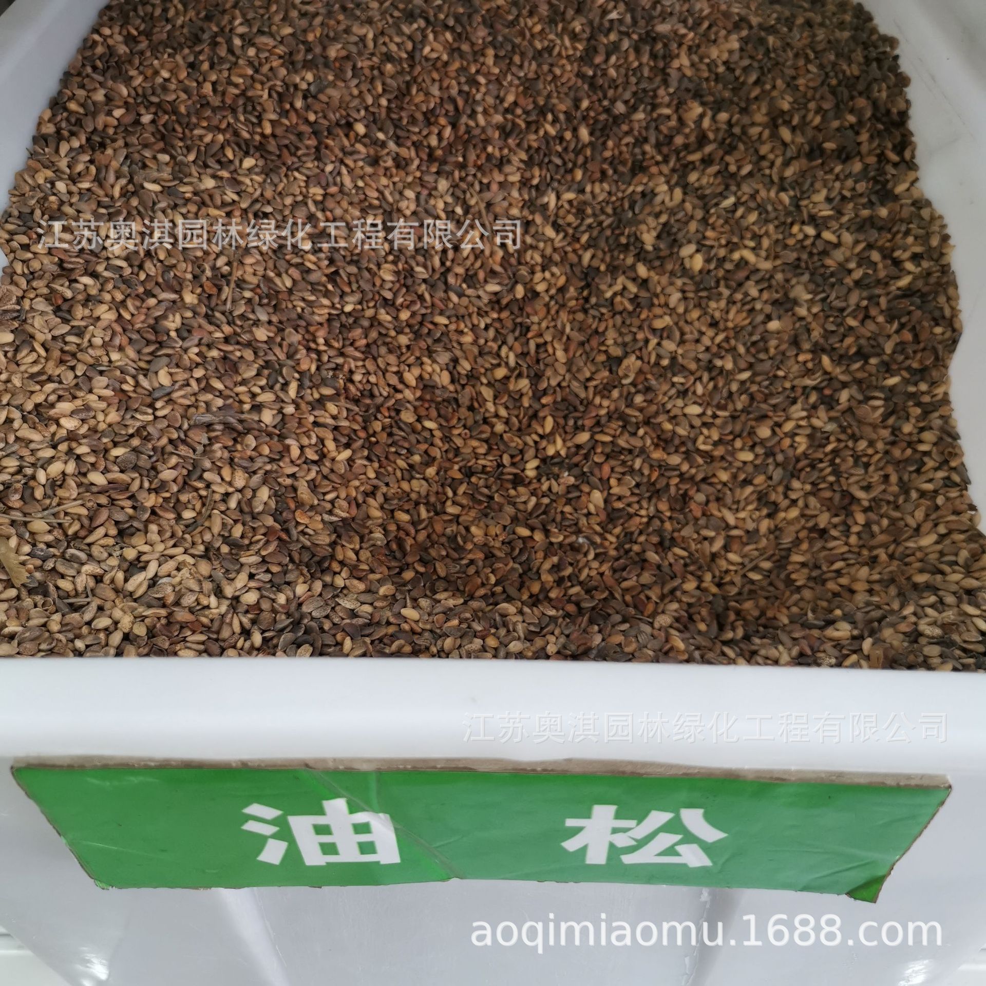 Oil Pine Seeds, Northeastern Black Pine Seeds, Courtyard Basin Planting, Nursery Forest Trees, Ornamental Greening, Bare Mountain Seeds, Goods Arrived