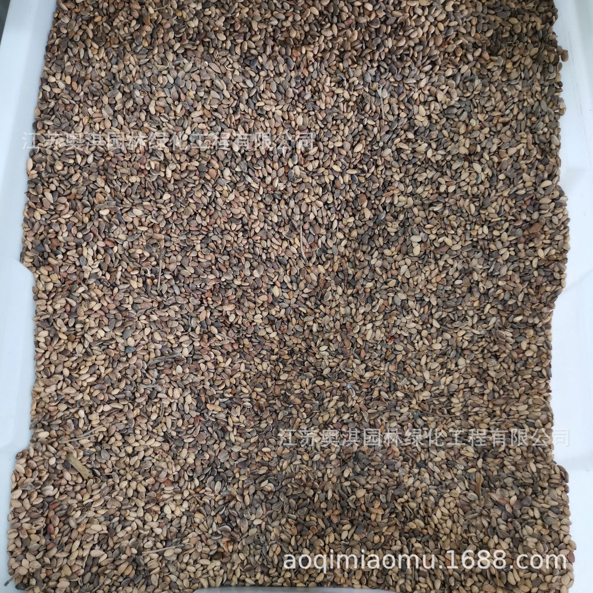 Oil Pine Seeds, Northeastern Black Pine Seeds, Courtyard Basin Planting, Nursery Forest Trees, Ornamental Greening, Bare Mountain Seeds, Goods Arrived