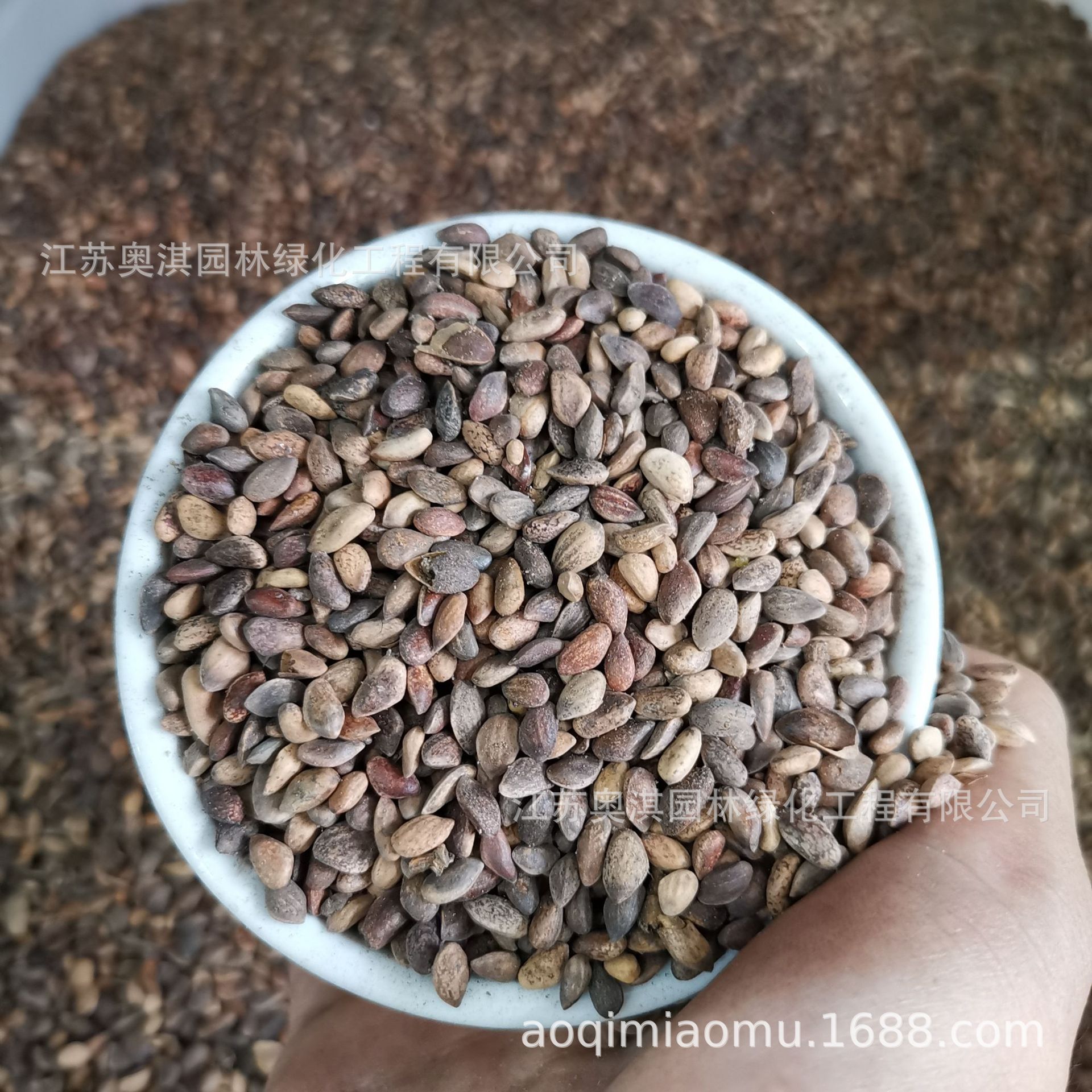 Oil Pine Seeds, Northeastern Black Pine Seeds, Courtyard Basin Planting, Nursery Forest Trees, Ornamental Greening, Bare Mountain Seeds, Goods Arrived