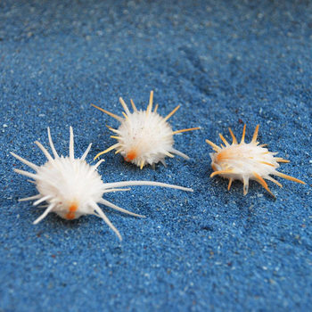 Natural Sea Chrysanthemum Clam, Small White Sea Chrysanthemum Clam, Conch Shell, Marine Specimen, about 2cm Mini Sea Chrysanthemum