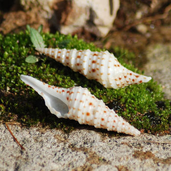 Spotted Tube Snail Natural Conch Shell Exquisite Gift Ocean Specimen Tube Snail Specimen Snail Shell Collection Discount