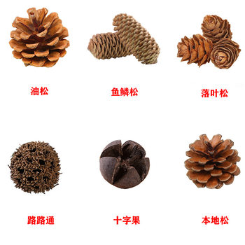 All kinds of pine nuts pine cones Lutong local pine cones northeast pine cones Christmas pendants indoor decorations manufacturers direct