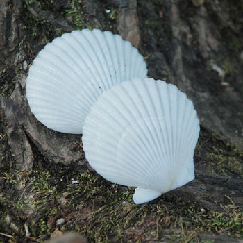 White scallop natural shell conch big gray scallop Wall diy painting fish tank landscaping Hawaiian shellfish wholesale 5cm