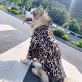 Футболка для собак TLB pet с леопардовым принтом Four Seasons, плюшевый кот, коррида, Аляскинский золотистый ретривер, двуногий