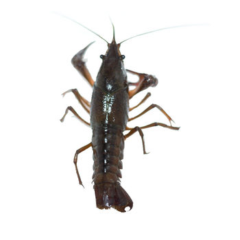 Spot Clear Water Crayfish Wholesale Hubei Shrimp Farmer Fresh Cultured Hotel Restaurant Group Purchase Commercial Crayfish Tail