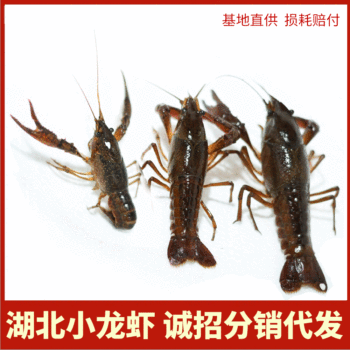 Fresh Crayfish Wholesale Hubei Rice Field Clear Water Shrimp Summer Crayfish Qianjiang Crayfish Ready for Sale